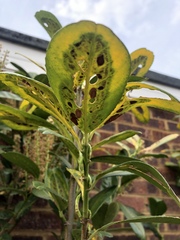 What’s eating my Laurel?