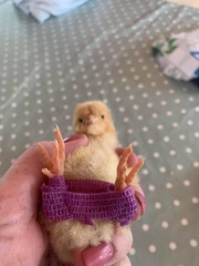 Does anyone else love feeding ducks?