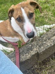 Would anybody like to guess the breeds of my new cross puppy?