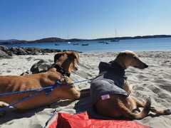 Adding another dog to the family - pros and cons?