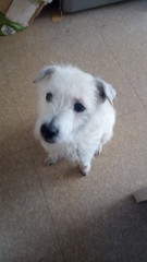 To think dogs are fantastic?