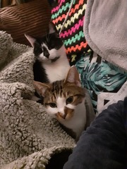 Cat photo thread
