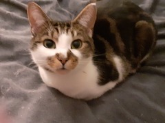 Cat photo thread
