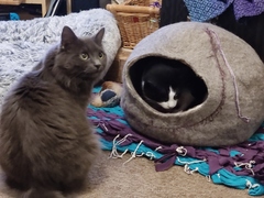 A cat cave