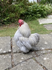 Let's have a cockerel appreciation thread.