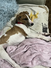 Would anybody like to guess the breeds of my new cross puppy?