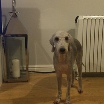 To think dogs are fantastic?