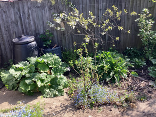 Tackling my overgrown veg plot. Where to begin?