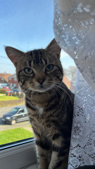 Cat photo thread