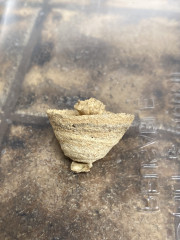 Is this a bee's nest or a wasp's nest?