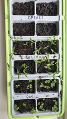 Herb seedling query