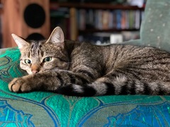Cat photo thread
