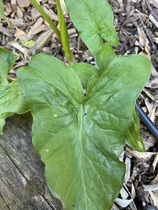 Help needed with plant ID please!