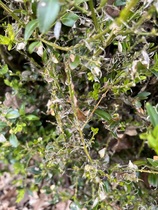 Box blight or not maybe?