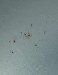 What are these?