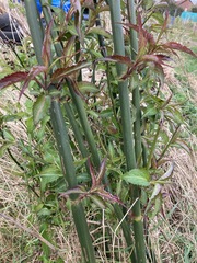 Himalayan honeysuckle