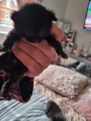 Help me pick a name for my black kitten! 🖤
