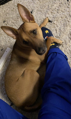 To think dogs are fantastic?