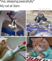 Good cat memes