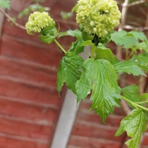 What are these insects on my tree (pics included)?