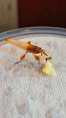 Does anyone have an unusual pet? Meet "Pancake" (probably don't click if you don't like insects - she's a praying mantis)