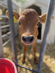 Amble into April Frugaleering