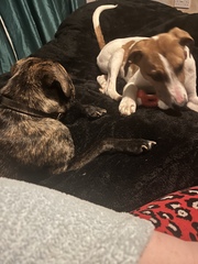 Would anybody like to guess the breeds of my new cross puppy?