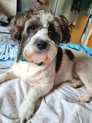 To think dogs are fantastic?