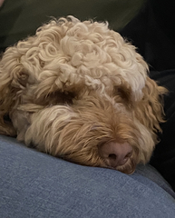 To think dogs are fantastic?