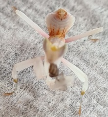 Does anyone have an unusual pet? Meet "Pancake" (probably don't click if you don't like insects - she's a praying mantis)