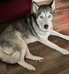 To think dogs are fantastic?