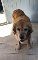 To think dogs are fantastic?