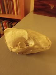 To ask what on earth is this?