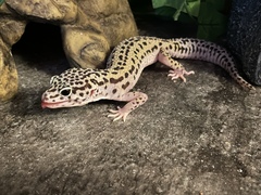 Does anyone have an unusual pet? Meet "Pancake" (probably don't click if you don't like insects - she's a praying mantis)