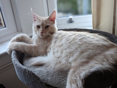 Cat photo thread