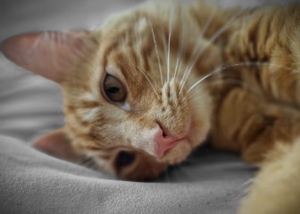 Cat photo thread