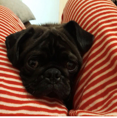 To think dogs are fantastic?