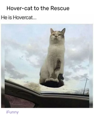 Good cat memes