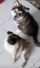 To think dogs are fantastic?