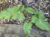 Help needed with plant ID please!