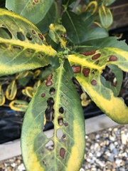 What’s eating my Laurel?
