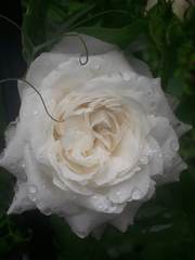 What new roses does everyone have for this year?
