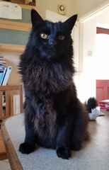 Cat photo thread