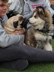 Puppy Survival Thread: muddy footprints into Spring 2022