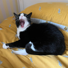Cat photo thread