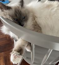 Come on - surely it's funny cat picture time?!