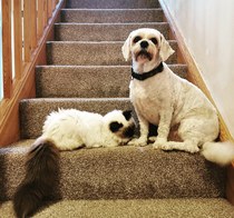Has anyone got a product which removes cat hair from the air?