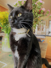I need your photos again - this time cats with bouquets/vases of flowers please