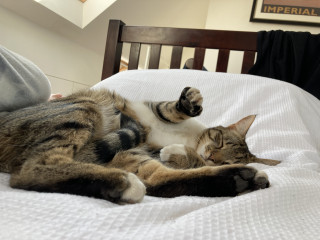 Not my cats and friends