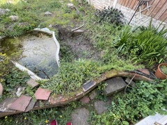 Pond help needed for complete beginner